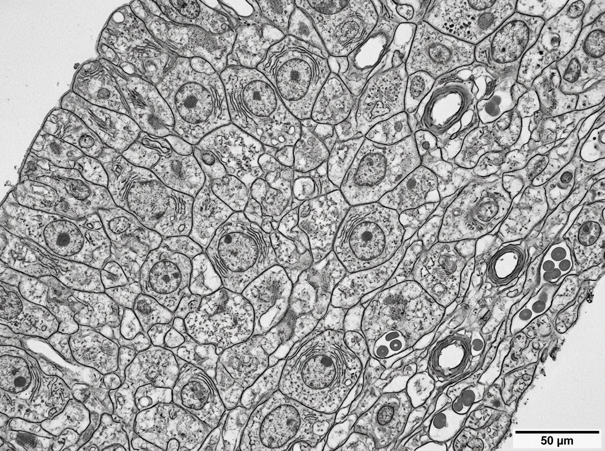 High-magnification microscopy of cellular tissue specimens and histology slides